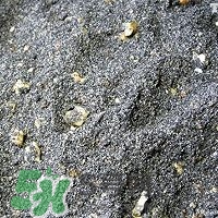 核桃粉怎么做？核桃粉的功效與作用