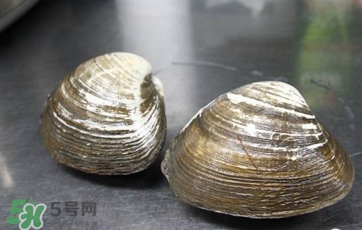 北極貝多少錢(qián)一斤？北極貝長(zhǎng)什么樣子