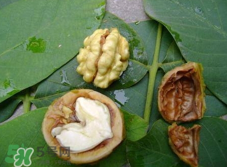 青皮核桃和干核桃哪個營養(yǎng)高？有什么區(qū)別？