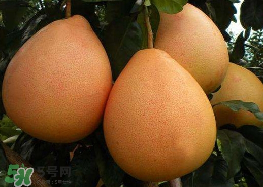 三紅蜜柚是哪里產(chǎn)的？三紅蜜柚什么時候上市？