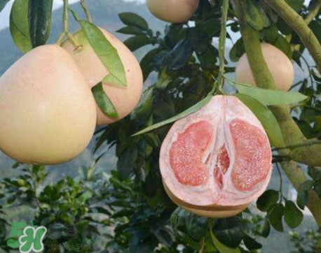 三紅蜜柚怎么挑選？三紅蜜柚種植方法與技巧