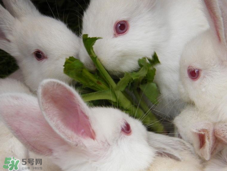 兔肉和羊肉能一起吃嗎？兔肉和羊肉相克嗎？