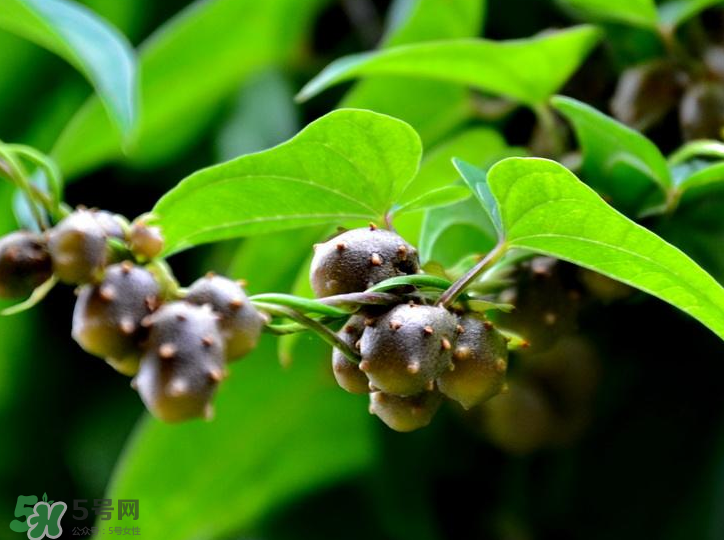 山藥豆是怎么長(zhǎng)出來(lái)的？山藥豆是山藥的種子嗎？