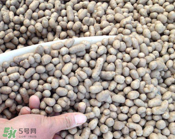 山藥豆能種植嗎？山藥豆怎么種？