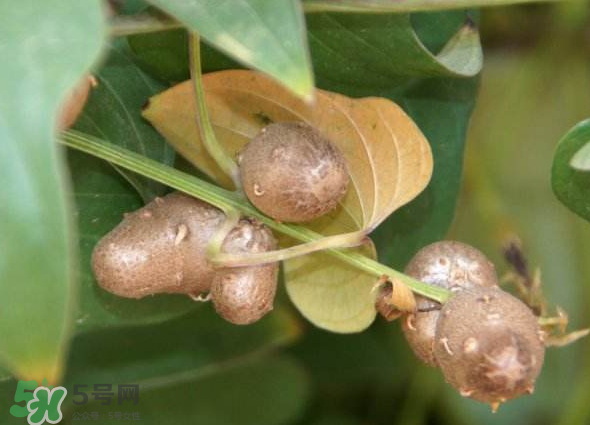 山藥豆能種植嗎？山藥豆怎么種？