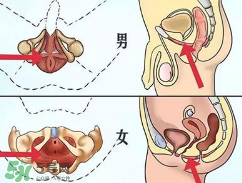 pc肌是什么？怎么鍛煉pc?。?></p><h3>怎么鍛煉pc肌</h3><p>1、第一節(jié)包括三組練習(xí),首先,迅速收縮、放松盆底肌肉,每次持續(xù)10秒,連續(xù)做3組,每組間隔10秒。每次持續(xù)5秒,每組間隔5秒。最后,緊縮盆底肌肉,維持30秒,做3組,每組間隔30秒。這一套練習(xí)應(yīng)堅(jiān)持一周,每天都練。</p><p>2、第二節(jié)訓(xùn)練中，收縮盆底肌肉,堅(jiān)持5秒,然后放松,一共做10組。每組10次,做3組。再次,不規(guī)則地收緊并放松,每次數(shù)10下,做3組。最后,緊收肌肉,盡可能久地堅(jiān)持,以2分鐘為上限。這一節(jié)訓(xùn)練也應(yīng)堅(jiān)持一周。</p><p>3、第三節(jié),首先是重復(fù)收放盆底肌肉,共30組,慢慢增加到100組。然后,盡可能久地收緊,做30組,每組間隔30秒。</p><p>4、第四節(jié)是鞏固練習(xí)。首先,收緊盆底肌肉,至少堅(jiān)持兩分鐘,然后放松,組數(shù)不限,但最好是盡可能久地練習(xí)。</p><p style=