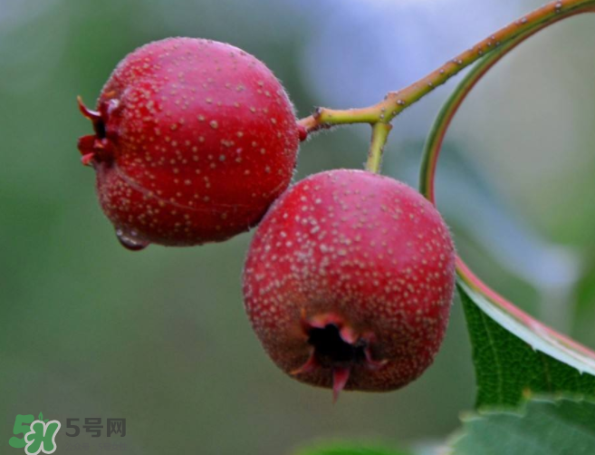 山楂和決明子泡茶喝的功效是什么？