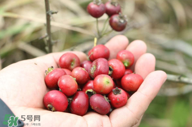 山楂和蜂蜜能一起沖水喝嗎？