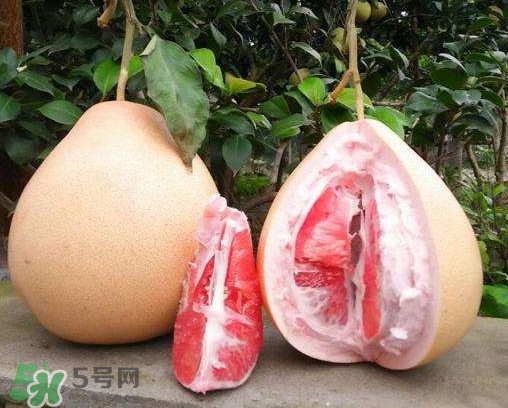 三紅蜜柚有什么功效？三紅蜜柚和金橙蜜柚哪個(gè)更好
