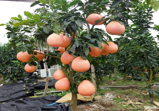 三紅蜜柚幾年結(jié)果？種三紅蜜柚好還是紅肉蜜柚好？