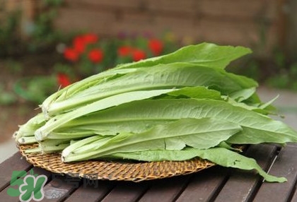 萵苣葉能吃嗎？萵苣葉和油麥菜有什么區(qū)別