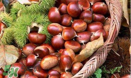 板栗酒能治療腎陽(yáng)虛嗎？板栗泡酒真的能壯陽(yáng)嗎？