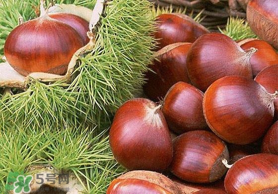 板栗酒能治療腎陽(yáng)虛嗎？板栗泡酒真的能壯陽(yáng)嗎？