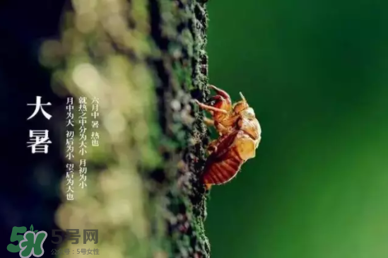 三伏天怎樣飲食？三伏天不宜做哪些事？