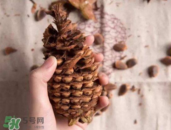 松籽有什么營(yíng)養(yǎng)價(jià)值？松籽仁的功效與作用
