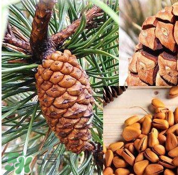 松籽是什么樹結(jié)的？松子還是松籽？