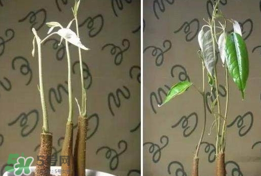 榴蓮籽能種嗎？榴蓮籽怎么種小盆栽？