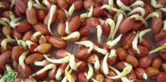 什么樣的花生適合發(fā)芽？花生的食用方法