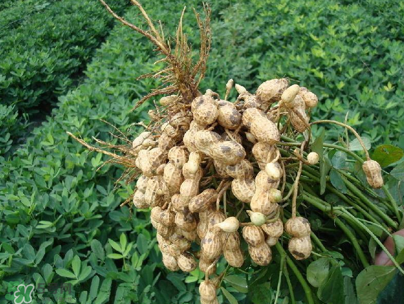 花生的藥用價值有哪些？花生不能和什么一起吃？