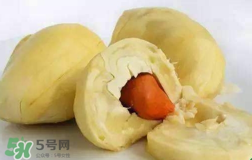 榴蓮籽能種嗎？榴蓮籽怎么種小盆栽？
