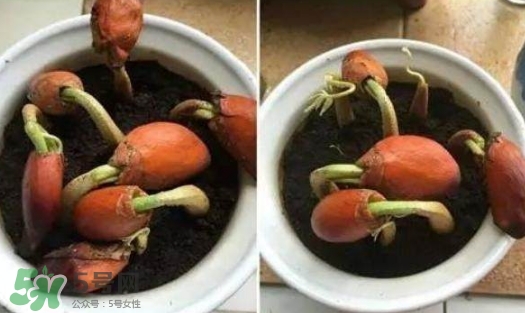 榴蓮籽能種嗎？榴蓮籽怎么種小盆栽？