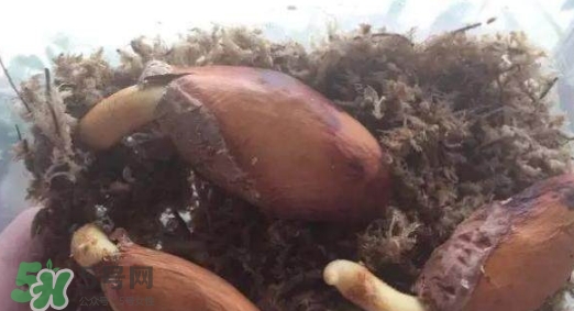 榴蓮籽能種嗎？榴蓮籽怎么種小盆栽？