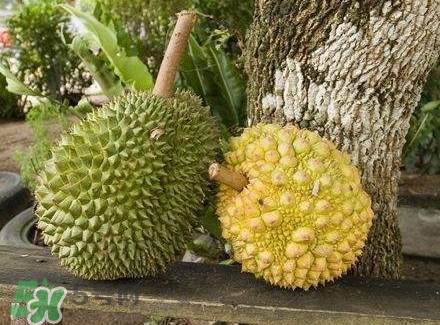 哺乳期吃榴蓮對寶寶有影響嗎？哺乳期吃榴蓮寶寶會過敏嗎？