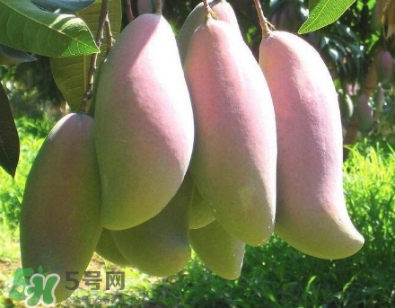 芒果有哪些品種？哪種芒果最好吃？