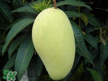 芒果有哪些品種？哪種芒果最好吃？