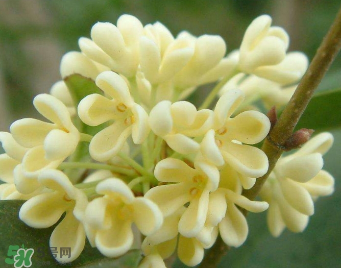 新鮮桂花怎么清洗？新鮮桂花可以冷凍嗎？