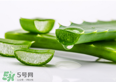 蘆薈泡酒治皮膚病嗎？蘆薈泡酒的功效與作用