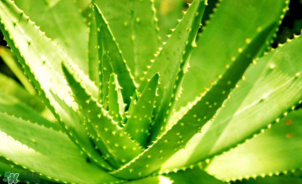 蘆薈泡酒的注意事項(xiàng)有哪些？蘆薈泡酒的做法