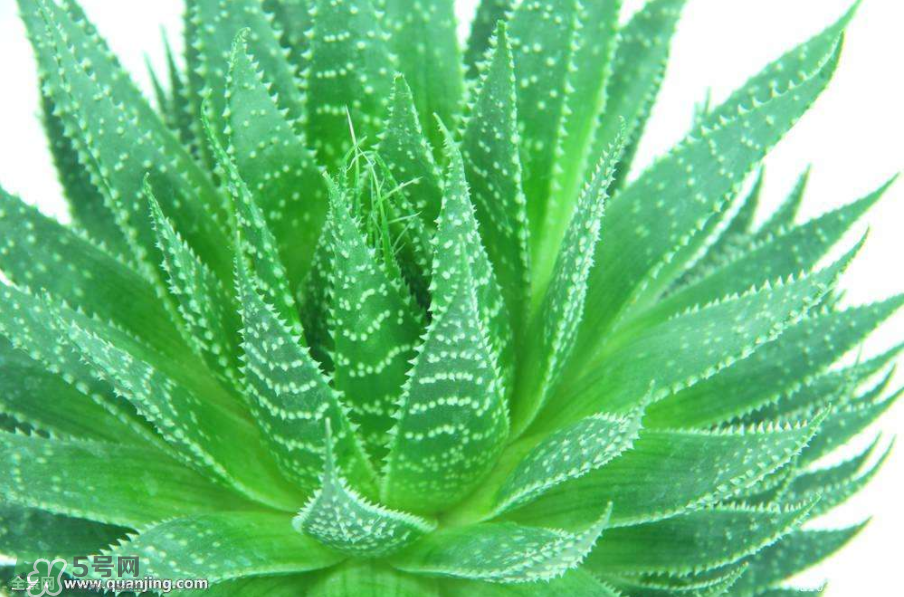 蘆薈有哪些作用？蘆薈會開花嗎？