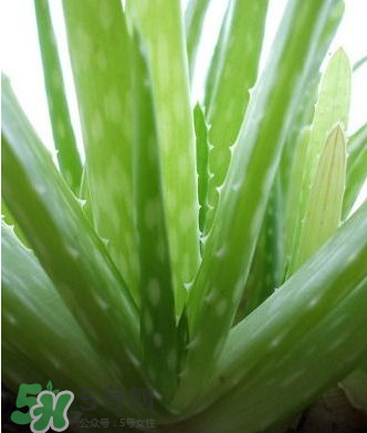 蘆薈膠的醫(yī)療作用有哪些？蘆薈膠的使用方法有哪些？