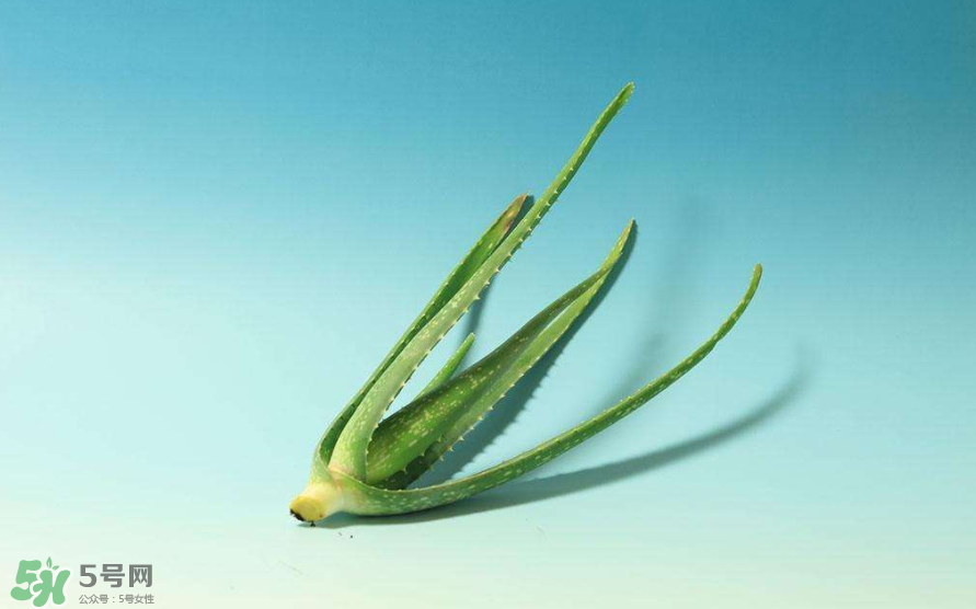 蘆薈膠的醫(yī)療作用有哪些？蘆薈膠的使用方法有哪些？