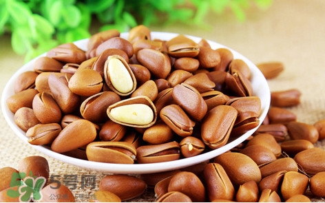 松子什么時候成熟？松子什么時候吃最好