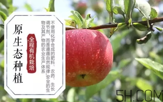 美八蘋果價格多少錢？美八蘋果多少錢一斤？
