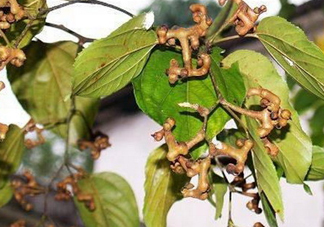 新鮮拐棗吃著澀怎么處理？拐棗為什么澀