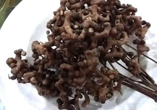 拐棗可以嫁接嗎？拐棗是哪里的特產(chǎn)