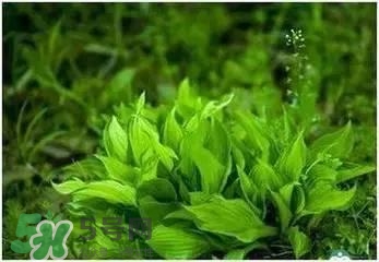 螺旋藻是海帶嗎？螺旋藻是海藻嗎？