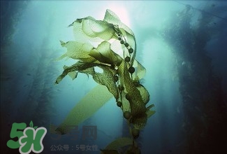 螺旋藻能解酒嗎？解酒的方法有哪些？