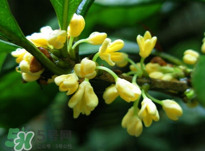 新鮮桂花怎么清洗？新鮮桂花可以冷凍嗎？