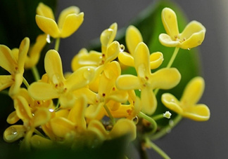 新鮮桂花怎么清洗？新鮮桂花可以冷凍嗎？