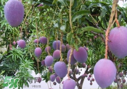 芒果有哪些品種？哪種芒果最好吃？