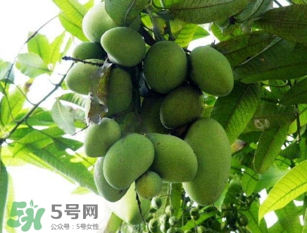 芒果有哪些品種？哪種芒果最好吃？