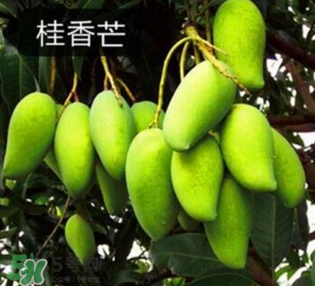 芒果有哪些品種？哪種芒果最好吃？
