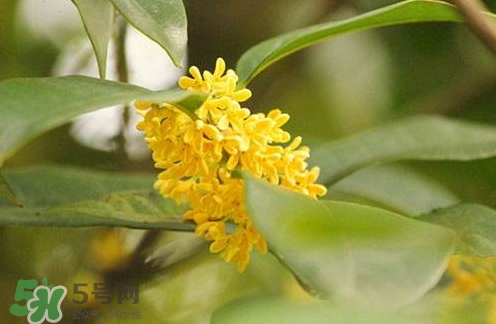 新鮮桂花怎么清洗？新鮮桂花可以冷凍嗎？