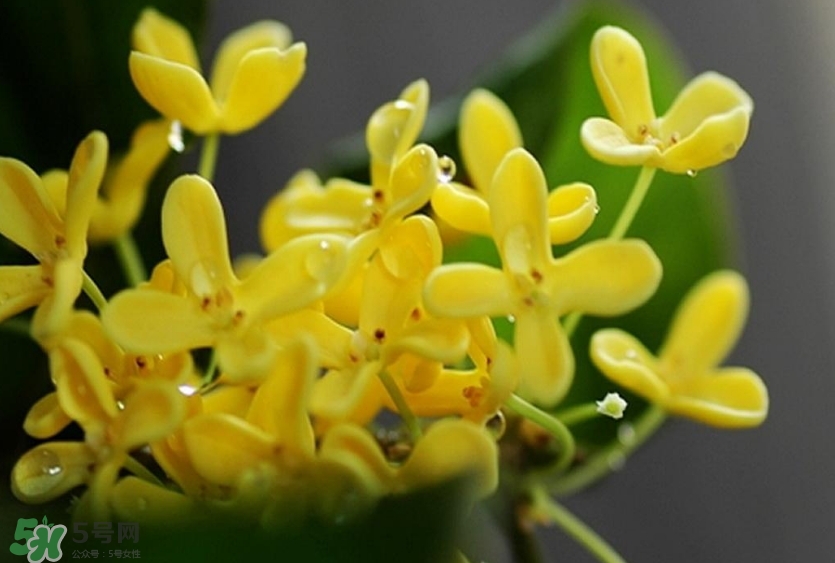 新鮮桂花怎么清洗？新鮮桂花可以冷凍嗎？