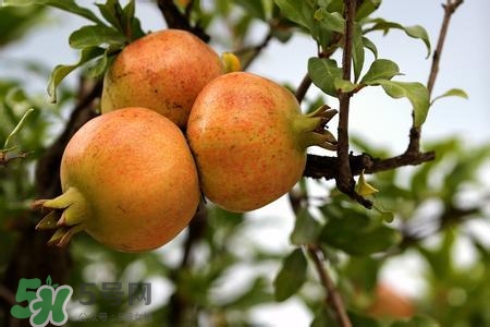 中秋節(jié)吃石榴嗎？中秋節(jié)吃石榴有什么寓意？