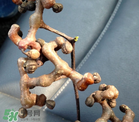 新鮮拐棗吃著澀怎么處理？拐棗為什么澀